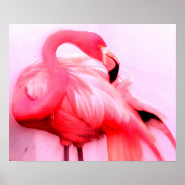 Póster Flamingo Rosa (Frente)