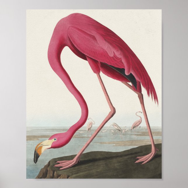 Poster Flamingo rosa das aves da América (Frente)