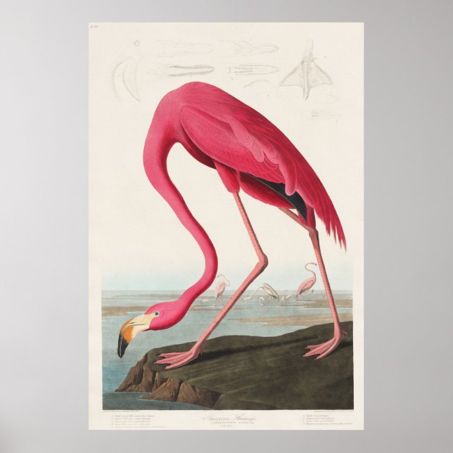 Poster Flamingo Rosa de Birds of America (1827)  (Frente)