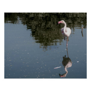 Póster flamingo rosa na água