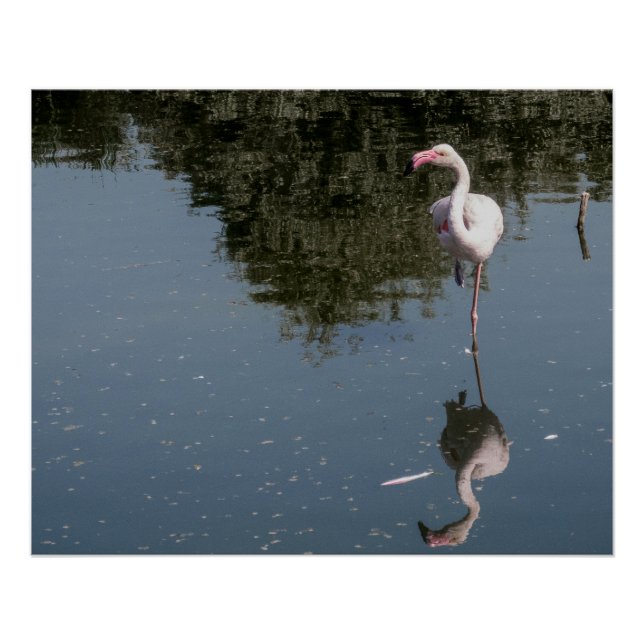 Póster flamingo rosa na água (Frente)