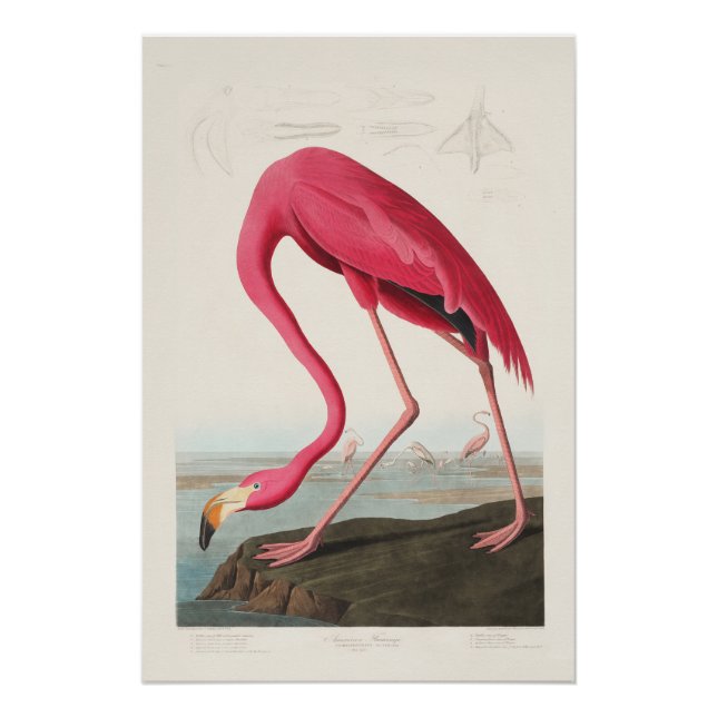 Póster Flamingo Rosa por John Audubon (Frente)