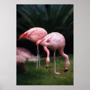 Póster Flamingo - Um conjunto de Flamingos