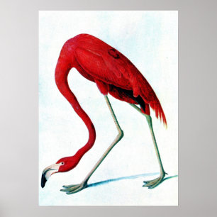 Póster Flamingo vermelho americano Audubon da placa