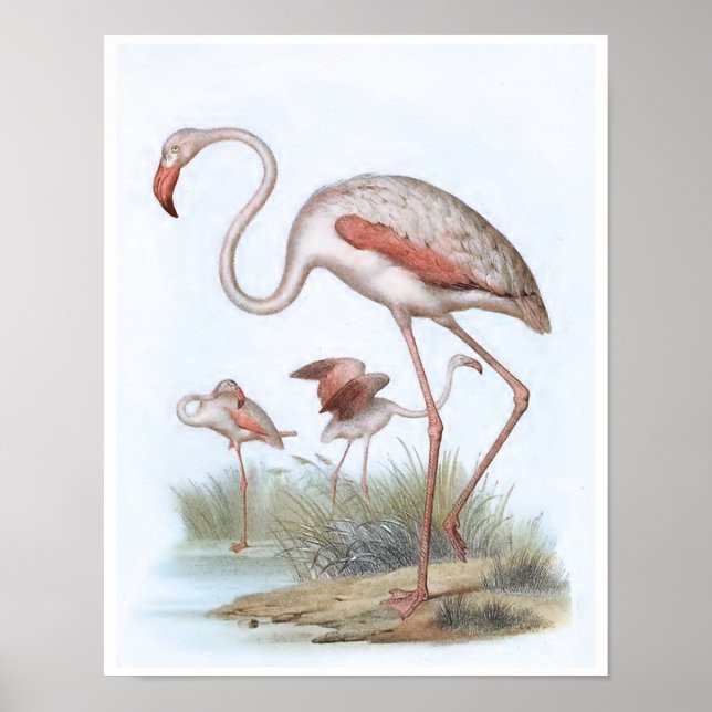Poster Flamingo Vintage Bird Ilustração (Frente)