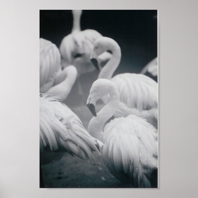 Póster Flamingos (Frente)