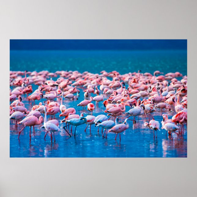 Poster flamingos africanos. Grupo de flamingos (Frente)