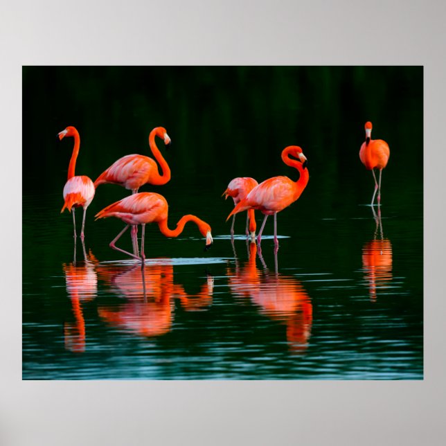 Poster flamingos americanos com reflexões em repouso e Fo (Frente)