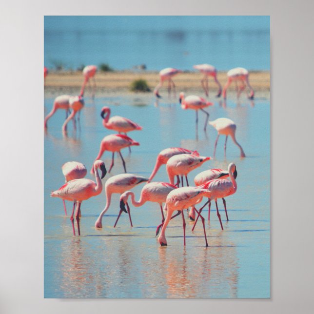 Poster Flamingos at Sunrise (Frente)