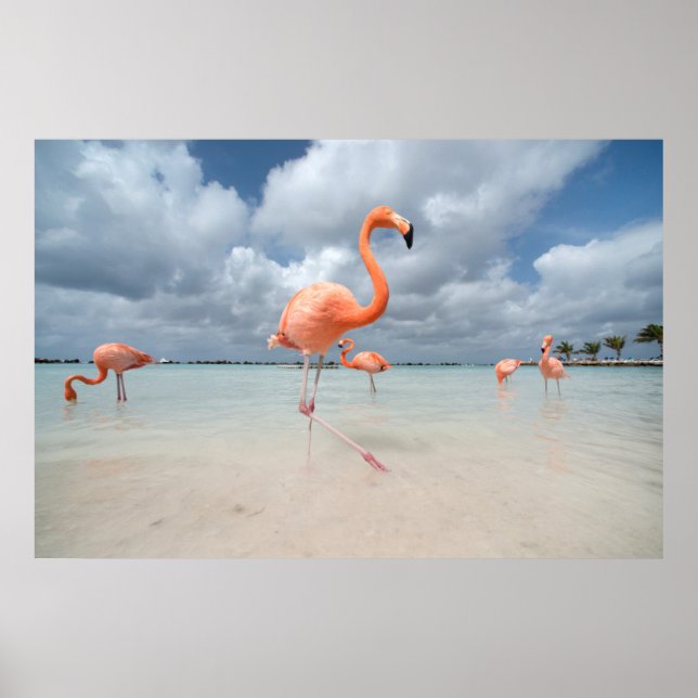 Poster Flamingos Beach Aruba (Frente)