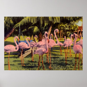 Poster Flamingos cor-de-rosa em Florida