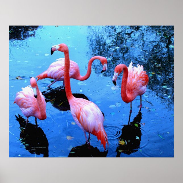 Póster Flamingos Dançando (Frente)