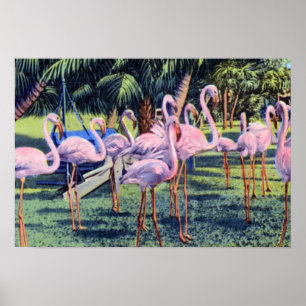 Poster Flamingos de Miami Florida no parque de Hialeah