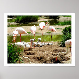 Póster Flamingos e pintinhos