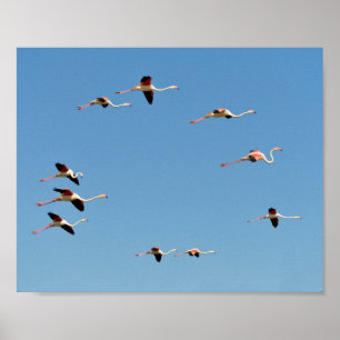 Poster Flamingos em voo