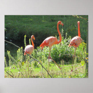 Póster Flamingos Rosa
