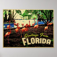 Flamingos Rosa Flórida