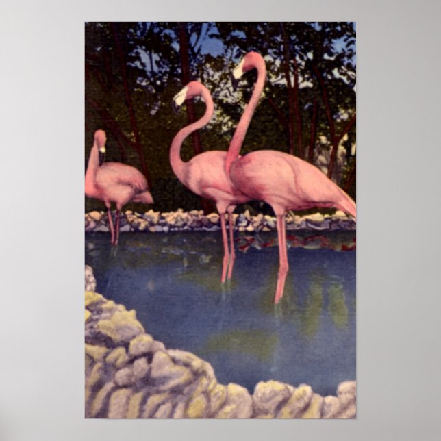 Póster Flamingos Rosa, Flórida (Frente)
