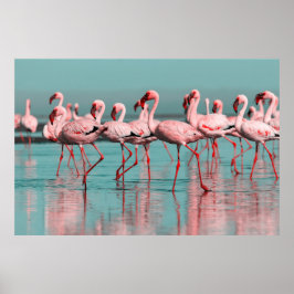 Poster flamingos selvagens africanos