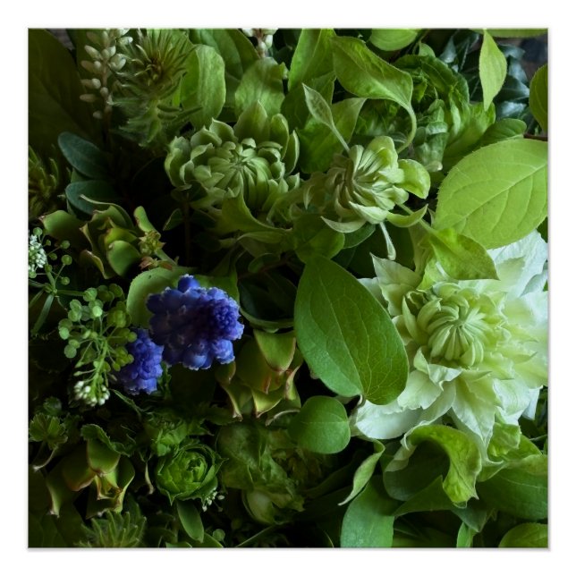 Póster Flannel Flower, Arabicum, Phylica, Ryobu, Botanica (Frente)
