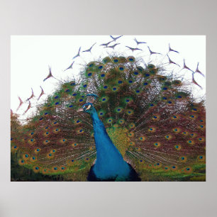 Poster Flared Peacock