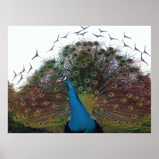 Poster Flared Peacock (Frente)