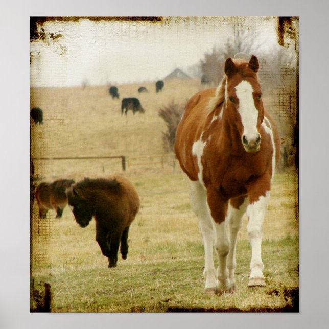 Poster Flashy e Mini Cavalo Inchado (Frente)