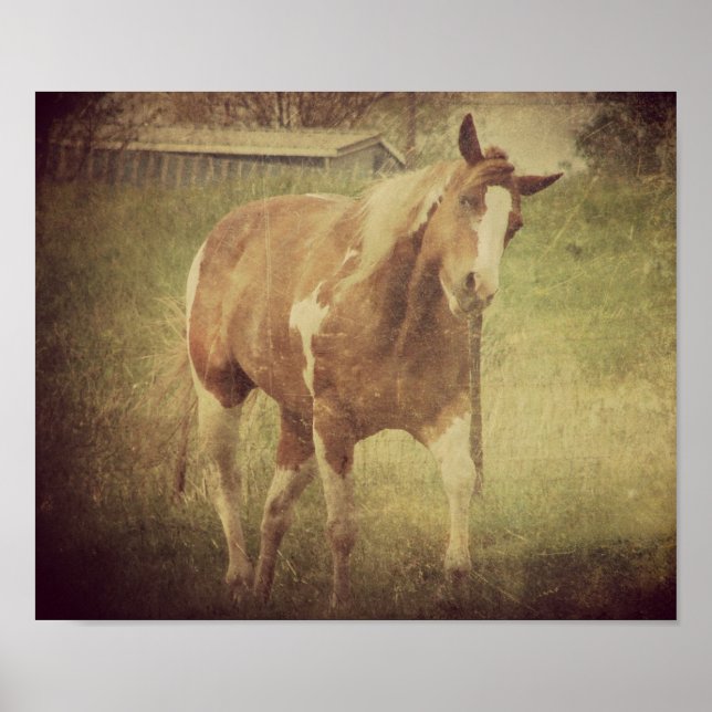 Póster Flashy Shakes Head (Frente)