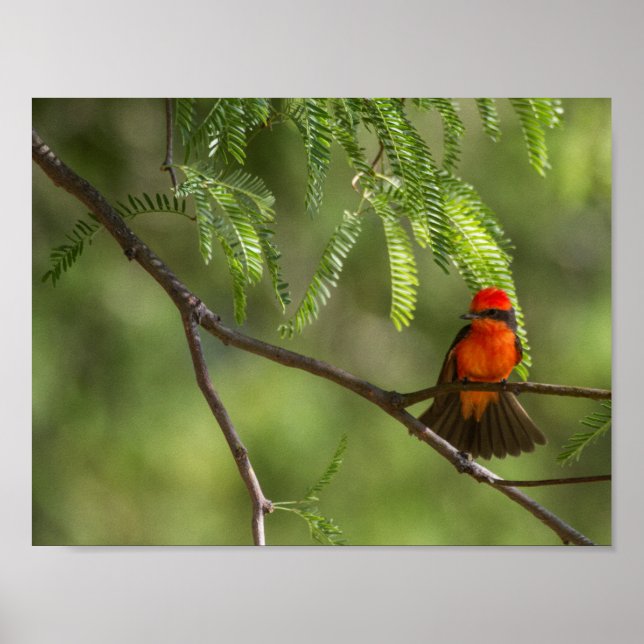 Póster Flashy Vermilm Flycatcher (Frente)