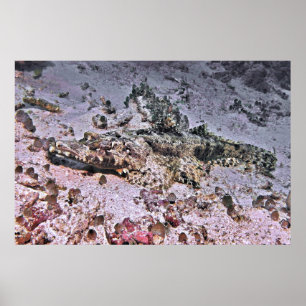 Poster Flathead Crocodilo