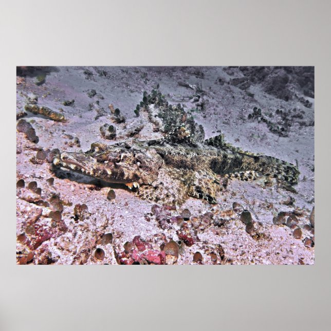 Poster Flathead Crocodilo (Frente)