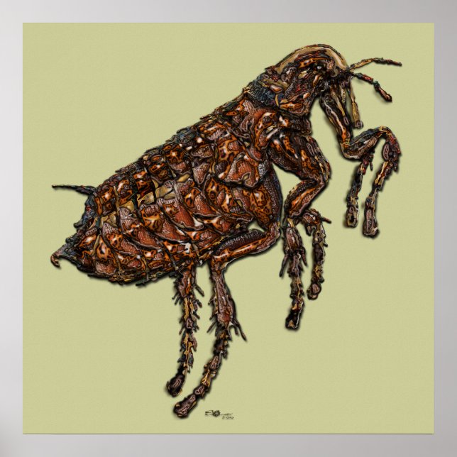 Poster Flea (Frente)