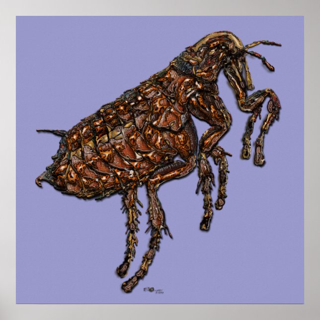Póster Flea em Lilac (Frente)