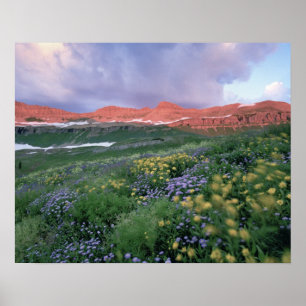 Póster Fleabane-roxa (erigeron peregrinus) e Amarela