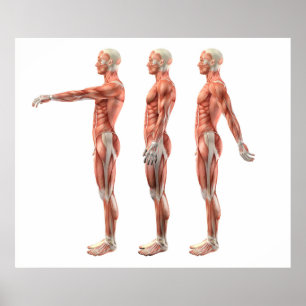 Póster Flexão, extensão e hiperextensão do ombro