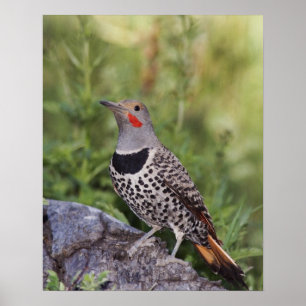 Póster Flicker de norte, Colaptes auratus, Fofado Vermelh