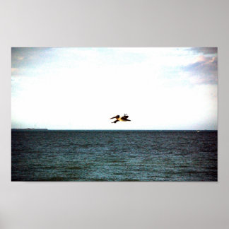 Poster Flight of the Pelican