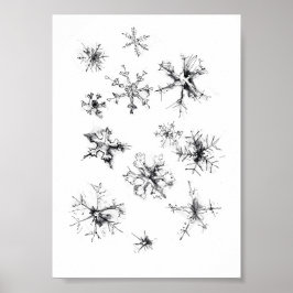 Poster Flocos de neve deliciados simples