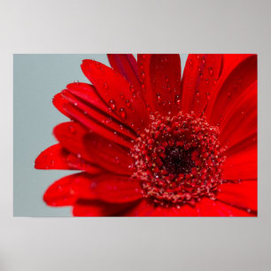 Poster flor