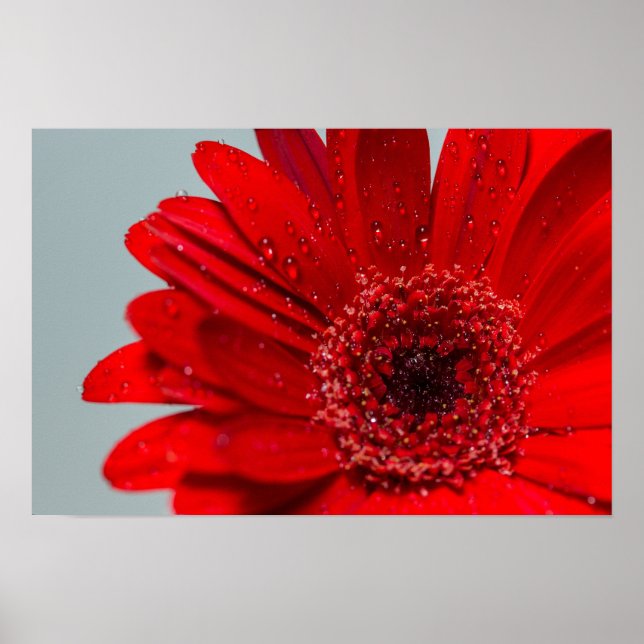 Poster flor (Frente)