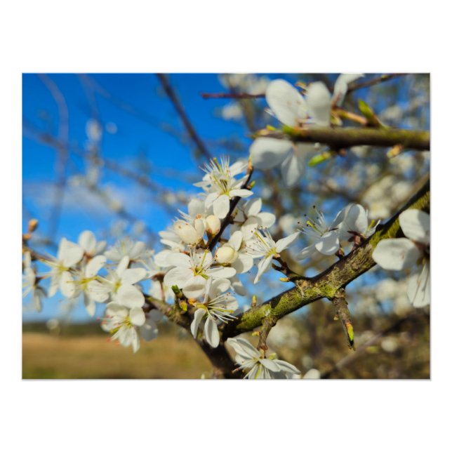 Póster Flor (Frente)