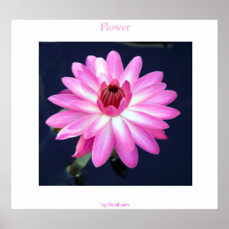 Póster Flor