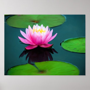 Poster Flor 06 Ninféia Rosa