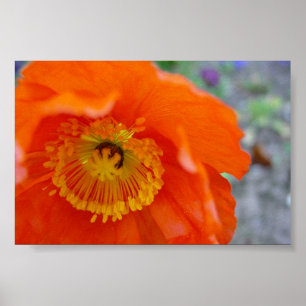 Póster Flor alaranjada