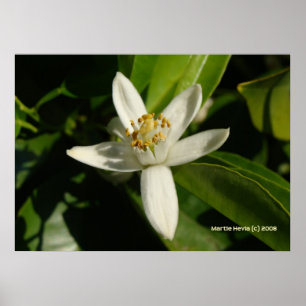 Póster Flor alaranjada