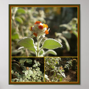 Póster flor alaranjada