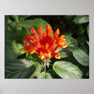 Póster flor alaranjada 02