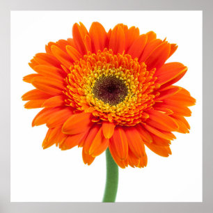 Póster Flor alaranjada da margarida do Gerbera