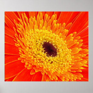 Poster Flor amarela