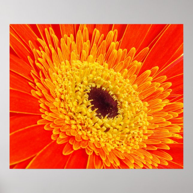 Poster Flor amarela (Frente)